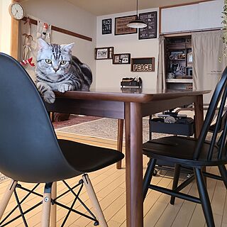 机/ねこのいる日常/猫と暮らす家/ねこと暮らすのインテリア実例 - 2023-07-07 10:36:46