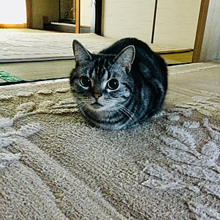 猫ちゃんばかりでごめんなさい/猫との生活/昭和のお家/部屋全体のインテリア実例 - 2020-10-15 07:23:21