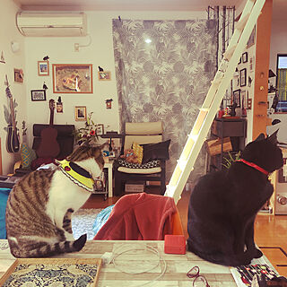 整列する猫/食卓に乗る猫/ねこのいる風景/白キジのん/黒猫ミースケ...などのインテリア実例 - 2021-03-24 06:38:04
