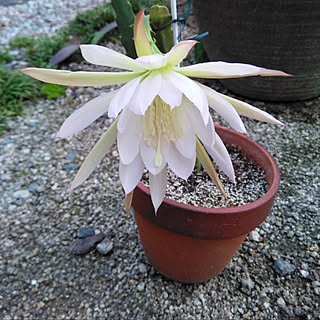 月下美人ってこんな花のインテリア実例 Roomclip ルームクリップ