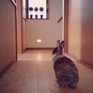廊下/ミニウサギのインテリア実例 - 2015-07-23 07:50:35