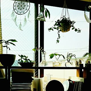 植物/植物のある暮らし/DIY/一人暮らし/グリーン...などのインテリア実例 - 2016-05-25 20:48:27