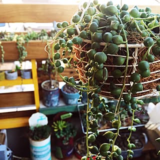 机/succulent plants/グリーンネックレス/べらんだGarden。/多肉植物のインテリア実例 - 2015-11-28 14:44:40