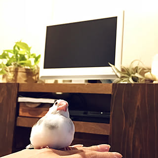 文鳥のいる暮らし/暮らしを楽しむ/賃貸でも楽しく/オイルステイン オーク/ダイソー...などのインテリア実例 - 2018-05-17 22:57:39