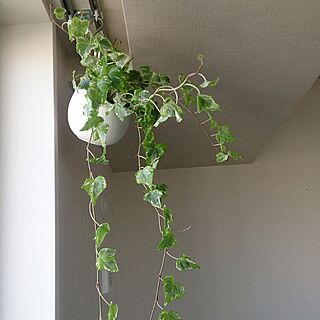 壁/天井/観葉植物/アイビー/吊り下げ/IKEAのインテリア実例 - 2014-11-14 11:40:21