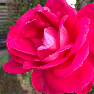 バラのある暮らし/バラ/庭/綺麗に咲いていました/マリアカラス...などのインテリア実例 - 2021-09-22 10:16:05
