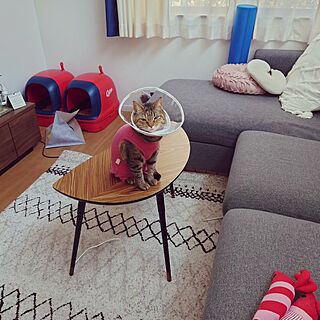 リビング/IKEA/CAINZ HOME/ウィルトン織りラグ/猫とインテリア...などのインテリア実例 - 2023-05-09 00:32:05