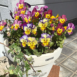 春の花/アイビー♡/いつもいいねありがとうございます♡/植木鉢リメイク/ビオラ♡...などのインテリア実例 - 2020-03-29 14:41:53