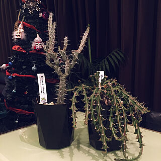 クリスマスツリー/多肉植物/机のインテリア実例 - 2021-12-05 21:43:59