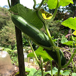 台所/野菜ストッカー/庭/菜園/インテリアじゃなくてごめんなさい...などのインテリア実例 - 2020-09-14 21:23:19