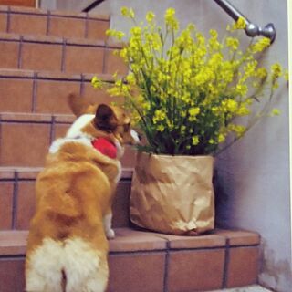 玄関/入り口/コーギー犬/カラシの花/紙袋のインテリア実例 - 2014-03-14 00:32:10