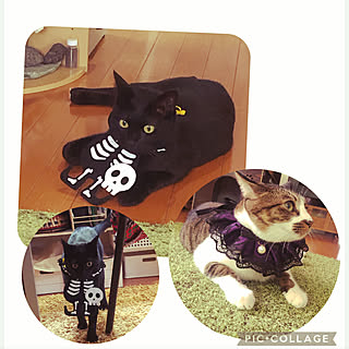 キャンドゥハロウィン猫グッズ/angelique さんのハロウィン猫/angelique ちゃん、ありがとうのインテリア実例 - 2021-09-18 11:42:54