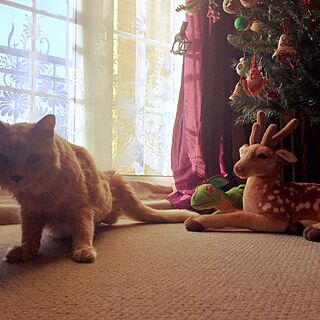 リビング/クリスマスツリー/海外生活/ロンドン下町暮らし/猫と暮らす。...などのインテリア実例 - 2016-12-14 22:43:51