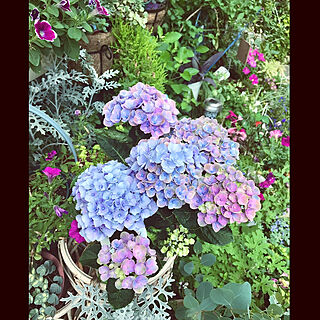 紫陽花♡/ガーデン雑貨/お花大好き♡/いいね！ありがとうございます(*^^*)/植物のある暮らし...などのインテリア実例 - 2021-06-17 08:19:49