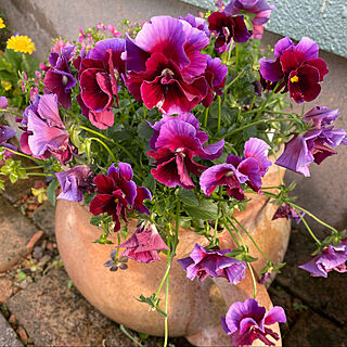 花のある暮らし/庭/寄せ植え/ビオラ/赤紫...などのインテリア実例 - 2021-05-06 16:48:01