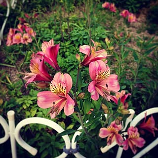 みんなの花壇⁇/ご近所さんが勝手に植えた花/侵略中のインテリア実例 - 2013-05-22 08:38:39