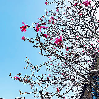 いいね返し遅くてごめんなさい！！/ピンクの花/コブシ/春の訪れ❀/庭の花を楽しむのインテリア実例 - 2022-03-27 13:59:07