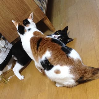 リビング/ねこ部/ねこと暮らす/猫のいる日常/猫ばかりですみまさん...などのインテリア実例 - 2016-07-06 00:30:47