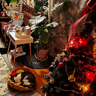 クリスマス/白キジのん/くつろぎ空間/猫のいる部屋/猫のいる風景...などのインテリア実例 - 2022-11-28 22:27:36