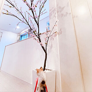 桜/置物飾り/廊下/猫オブジェ/部屋全体のインテリア実例 - 2022-03-31 16:34:20
