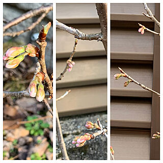 春をみつけたよー/花芽が出た～!/桜/さくらんぼの木/暖かいからベランダ気持ちいい...などのインテリア実例 - 2020-03-02 21:03:26