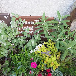 お花のある暮らし/グリーンのある暮らし/ガーデン雑貨/花壇の寄せ植え/花壇DIY...などのインテリア実例 - 2020-04-11 10:16:46