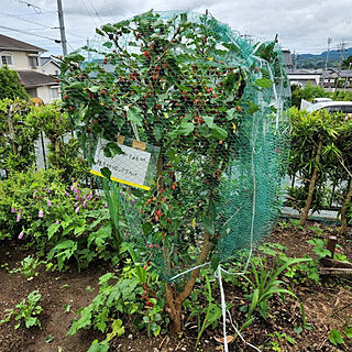 玄関/入り口/家庭菜園/マルベリー/桑のみ/遊び心...などのインテリア実例 - 2022-05-31 15:36:52