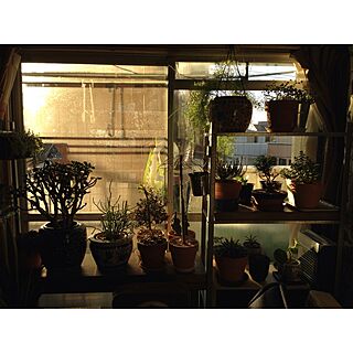 棚/植物のある暮らし/西陽のあたる部屋/グリーン/植物...などのインテリア実例 - 2016-02-07 17:27:54