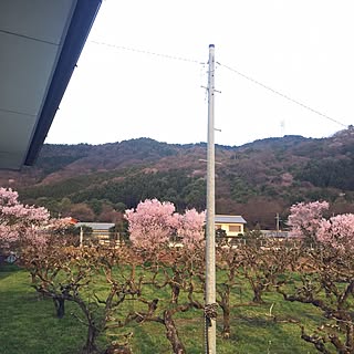 ベッド周り/寝室からの眺め/空と山/裏の柿畑と桜と山桜のインテリア実例 - 2015-04-04 10:15:53