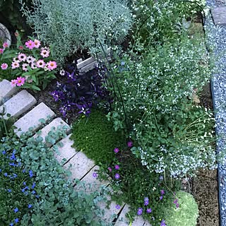 カラミンサのインテリア実例 Roomclip ルームクリップ カラミンサのインテリア実例 Roomclip ルームクリップ