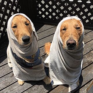 バス/トイレ/犬小屋ですみません(￣◇￣;)/ゴールデンレトリーバー/愛犬と暮らす家/ゴールデンと暮らす...などのインテリア実例 - 2016-06-18 13:03:59