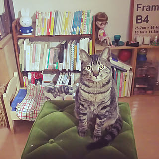 部屋全体/カリモク オットマン/本棚/ねこ/ひとり暮らし...などのインテリア実例 - 2019-04-12 23:59:40