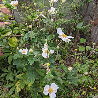 玄関/入り口/シュウメイギク/白い花/庭の花/かわいい...などのインテリア実例 - 2021-10-17 08:51:31