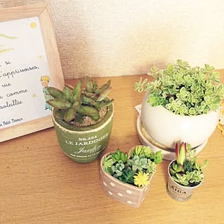 棚/セダム/多肉植物寄せ植え/多肉植物/観葉植物...などのインテリア実例 - 2015-05-28 12:13:27