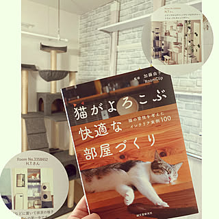 剥がせる壁紙/キャットウォークDIY/キャットタワー/猫と暮らす/掲載ありがとうございます...などのインテリア実例 - 2022-02-04 23:21:28