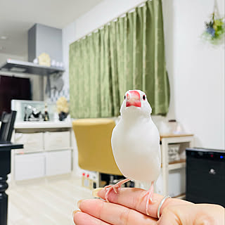 白文鳥/こどものいる暮らし/リビング/溢れる生活感/北欧ナチュラル...などのインテリア実例 - 2022-04-20 20:38:34