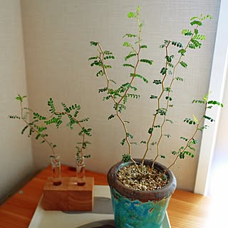 机/植物/観葉植物/ソフォラのインテリア実例 - 2015-05-19 12:01:13