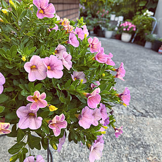 カリブラコア/南側/花に囲まれて暮らす/長く咲く花❀/優等生な花のインテリア実例 - 2021-09-17 09:08:52