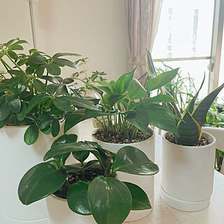 Standard Products/一人暮らし/観葉植物のある部屋/グリーンのある暮らし/観葉植物...などのインテリア実例 - 2023-03-19 11:18:32