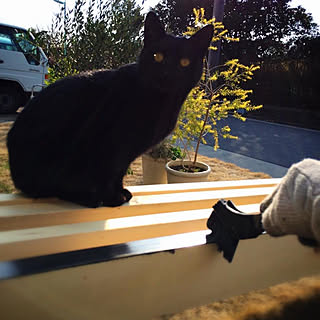 庭 野良猫のおしゃれなインテリアコーディネート レイアウトの実例 Roomclip ルームクリップ