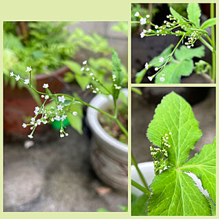 三つ葉の花/三つ葉/RCの出会いに感謝♡/おうち時間/押し逃げごめんなさい...などのインテリア実例 - 2022-05-11 10:15:45