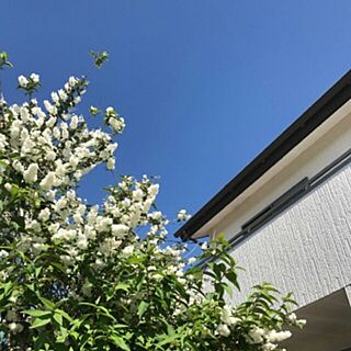 玄関/入り口/木の家/植物のある暮らし/キャンバスは白/シンボルツリー...などのインテリア実例 - 2017-05-27 14:47:53