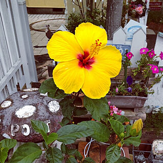 玄関/入り口/今年も咲いた♡/黄色いハイビスカス❤️/夏のお庭/お花のある生活❁...などのインテリア実例 - 2021-06-25 09:35:17