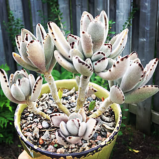 多肉植物/succulent plants/Torontoのインテリア実例 - 2017-10-05 05:59:48