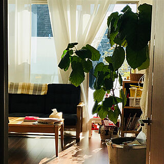 休日の朝/観葉植物/IKEA/ソファ/ウンベラータ...などのインテリア実例 - 2018-01-10 01:07:12