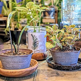 机/ひとり暮らし/ワンコと暮らす家/観葉植物のある暮らし/観葉植物があり過ぎる暮らし...などのインテリア実例 - 2023-07-24 05:19:25