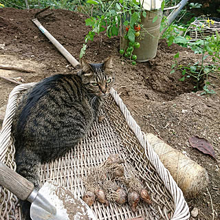 お庭/庭/garden/cat/菜園...などのインテリア実例 - 2019-11-07 23:00:10