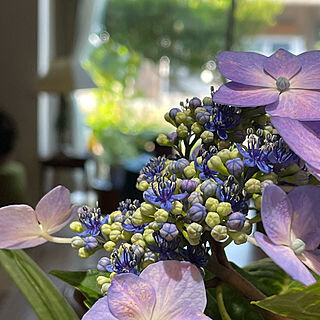 初夏/植物のある暮らし/額紫陽花/逢/キッチンのインテリア実例 - 2022-06-12 07:37:44