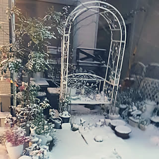 部屋全体/今年初雪/駐車場からお庭へ‥…/1月の庭/植物のある暮らし...などのインテリア実例 - 2023-01-24 20:25:58