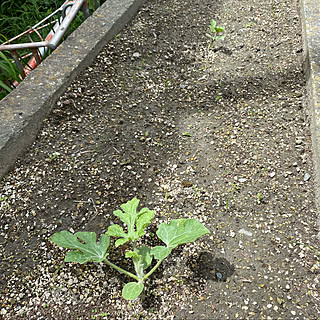 ?¿ ナゾの植物 ¿?/夏の記録/花壇づくり~♪/庭＊*゜/Garden＊*゜...などのインテリア実例 - 2021-08-20 15:25:21